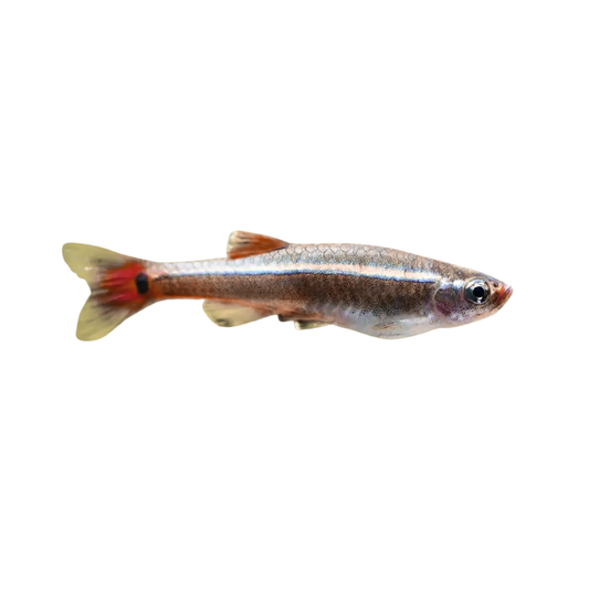 Tanichtys albonubes