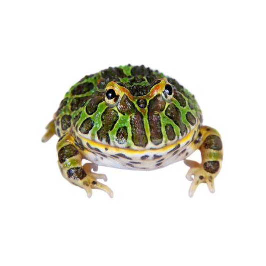 Pacman (Ceratophrys cranwelli)