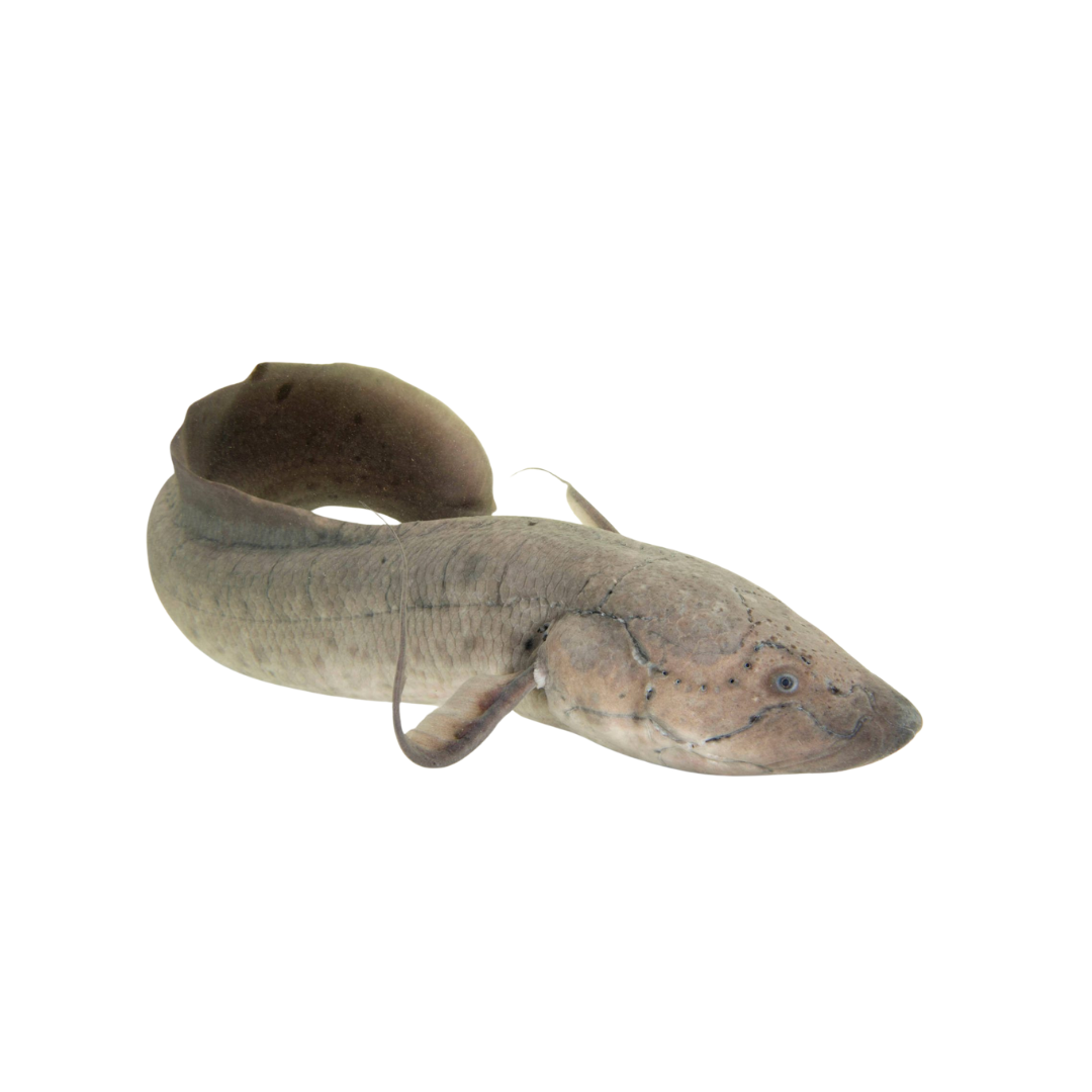 African Lungfish (Protopterus annectens) – Jaspet