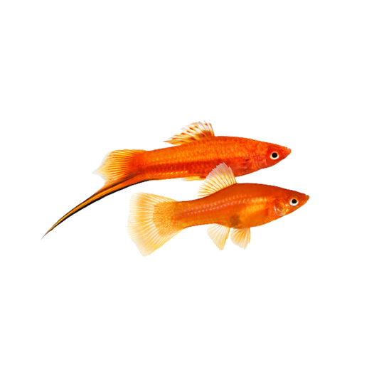 Espada Sortido (Xiphophorus hellerii)