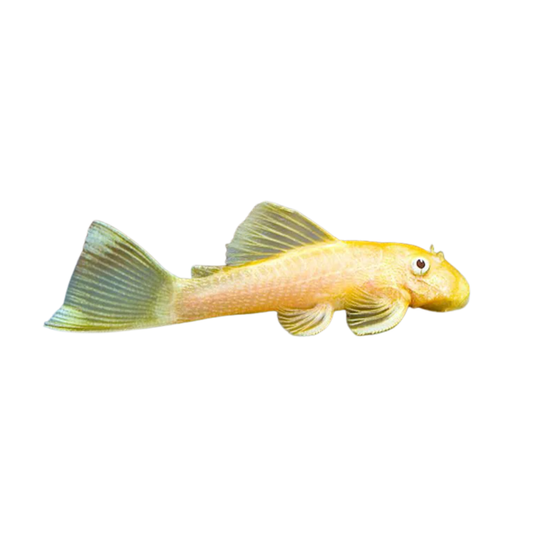 L144 - Ancistrus sp. Gold