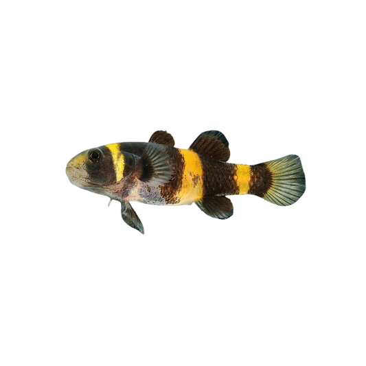 Goby Bumblebee (Brachygobius doriae)