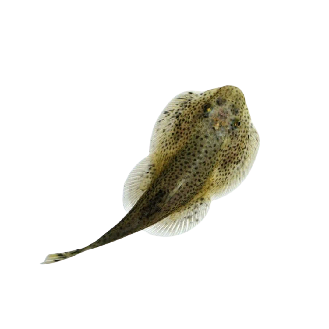 Peixe Lapa (Beaufortia leveretti)