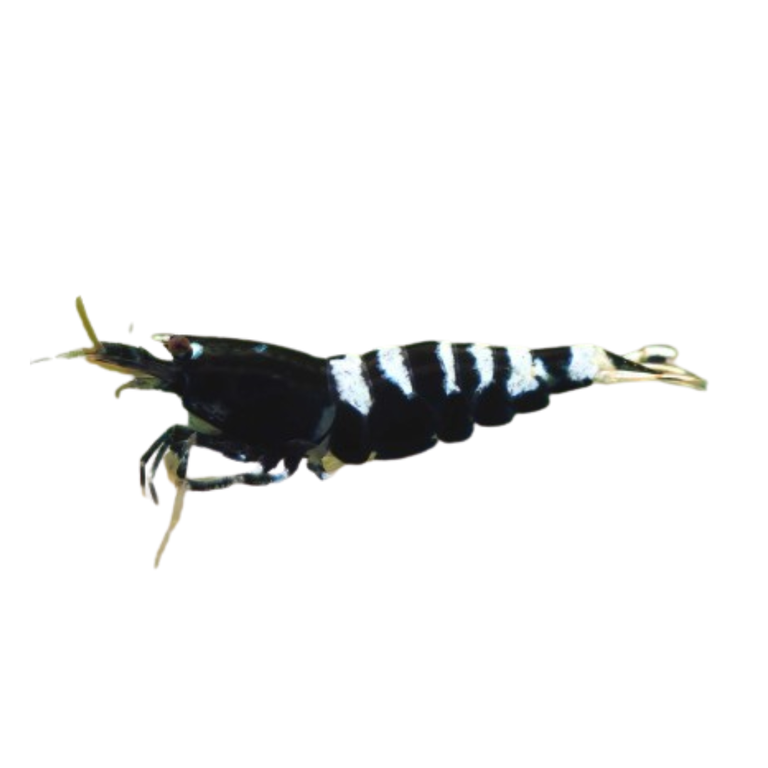 Camarão Black