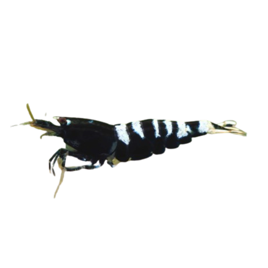 Camarão Black