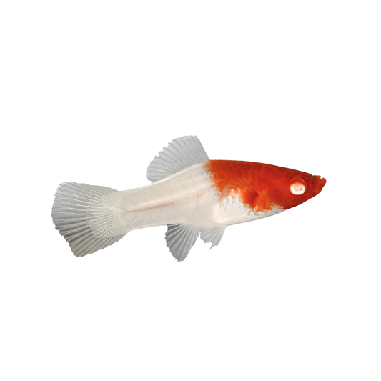 Espada Sortido Albino (Xiphophorus hellerii)