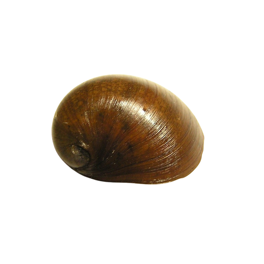 Neritina sp