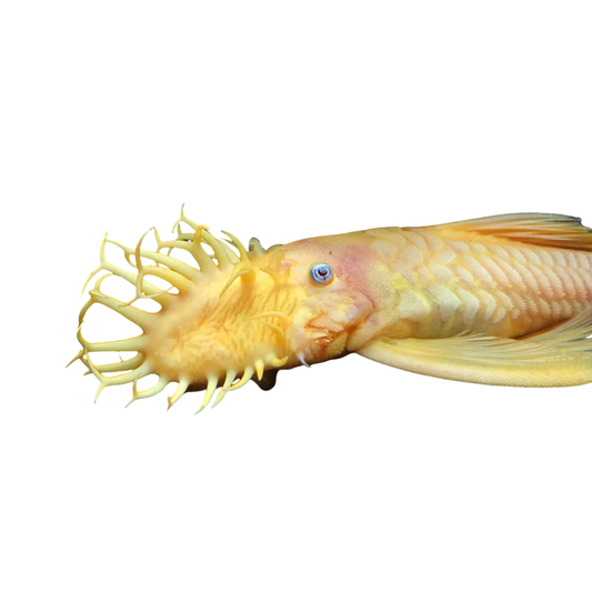 L44 - Ancistrus sp. Blue Eye