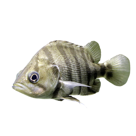 Datnioides quadrifasciatus