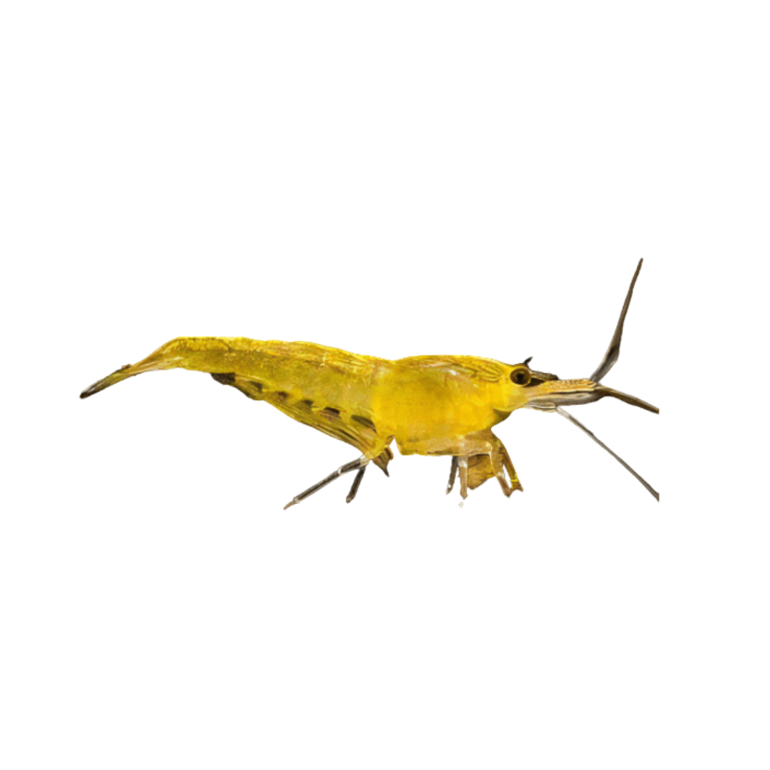 Neocaridina Yellow
