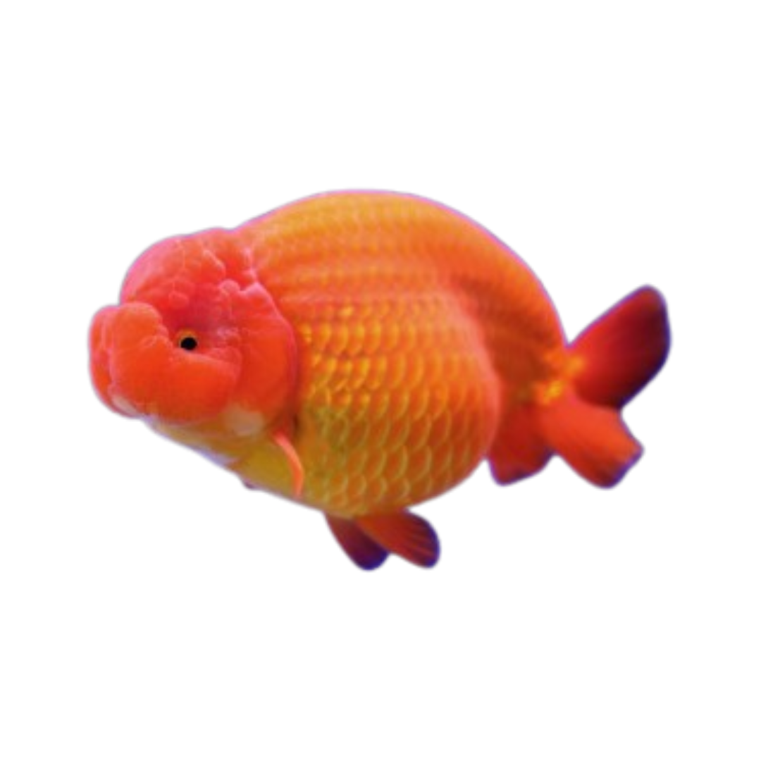 Oranda Ranchu Vermelha