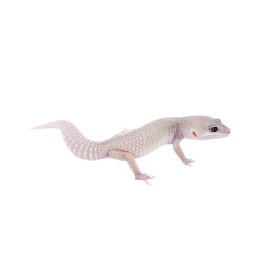 Gecko Blizzard (Eublepharis macularius)