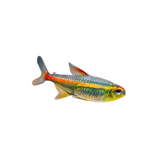 Neon Rosa (Hemigrammus erythrozonus)