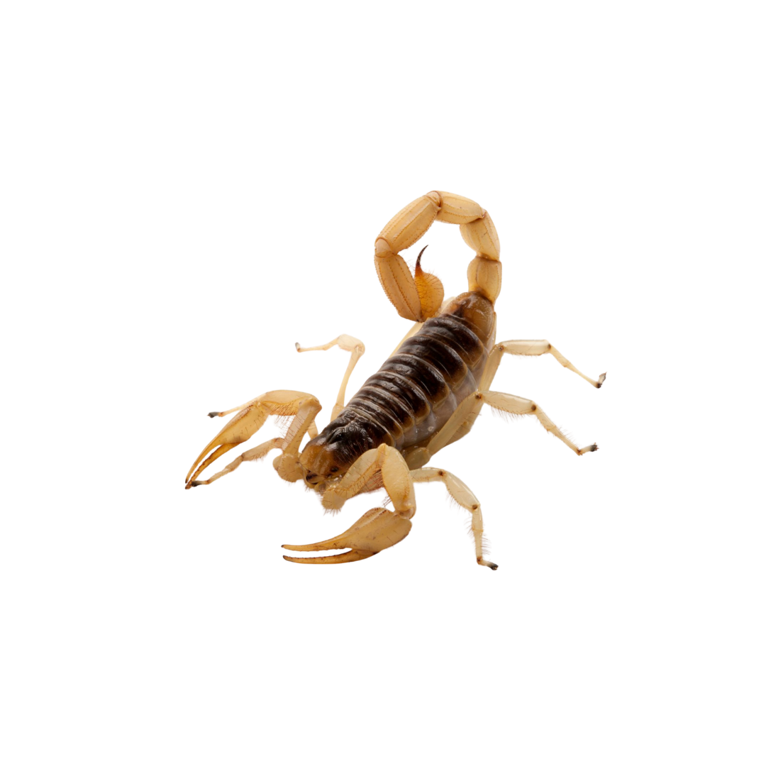 Escorpião Amarelo do Arizona (Hadrurus arizonensis)