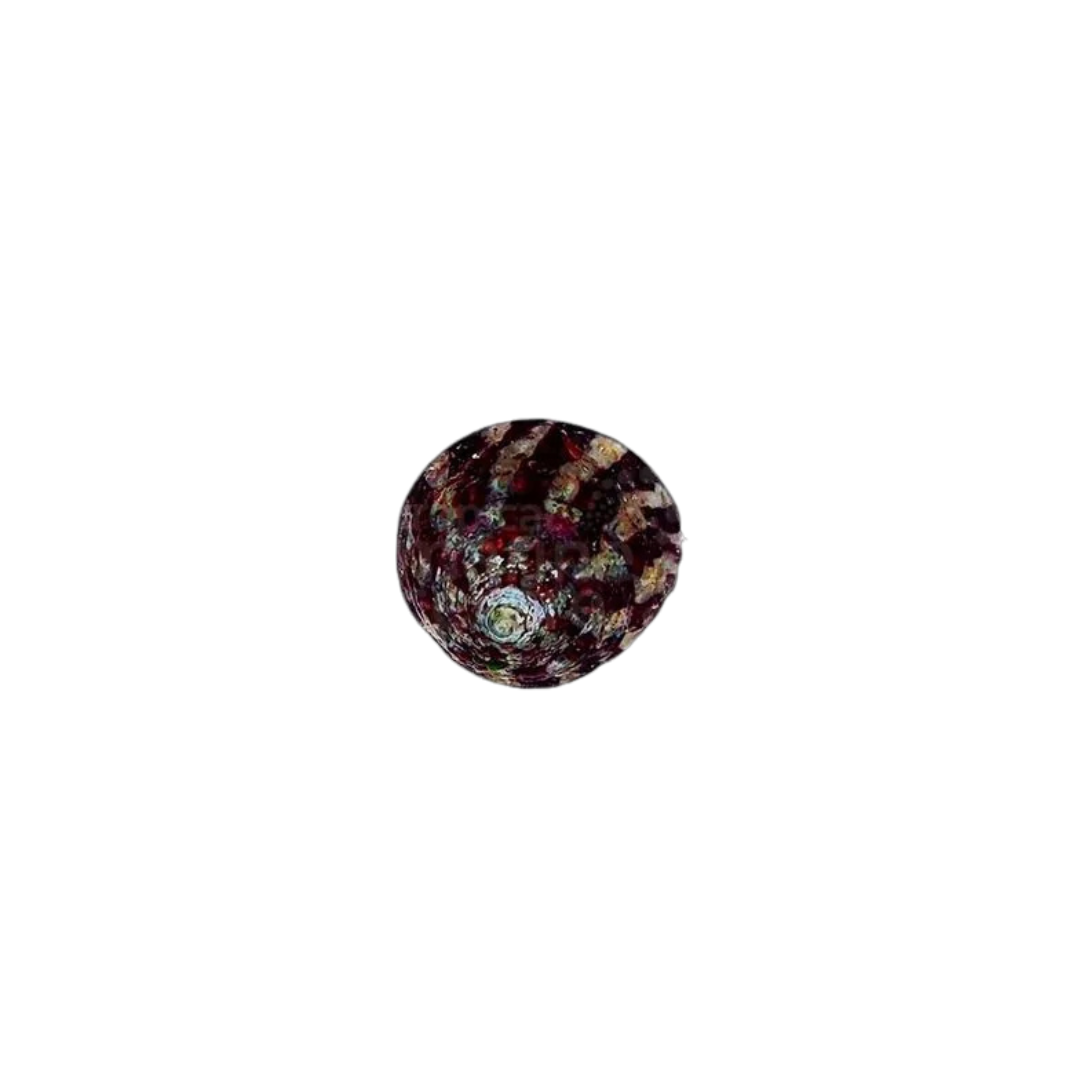 Caracol Banded trochus (Trochus histrio)