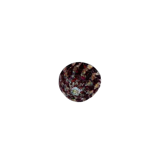Caracol Banded trochus (Trochus histrio)