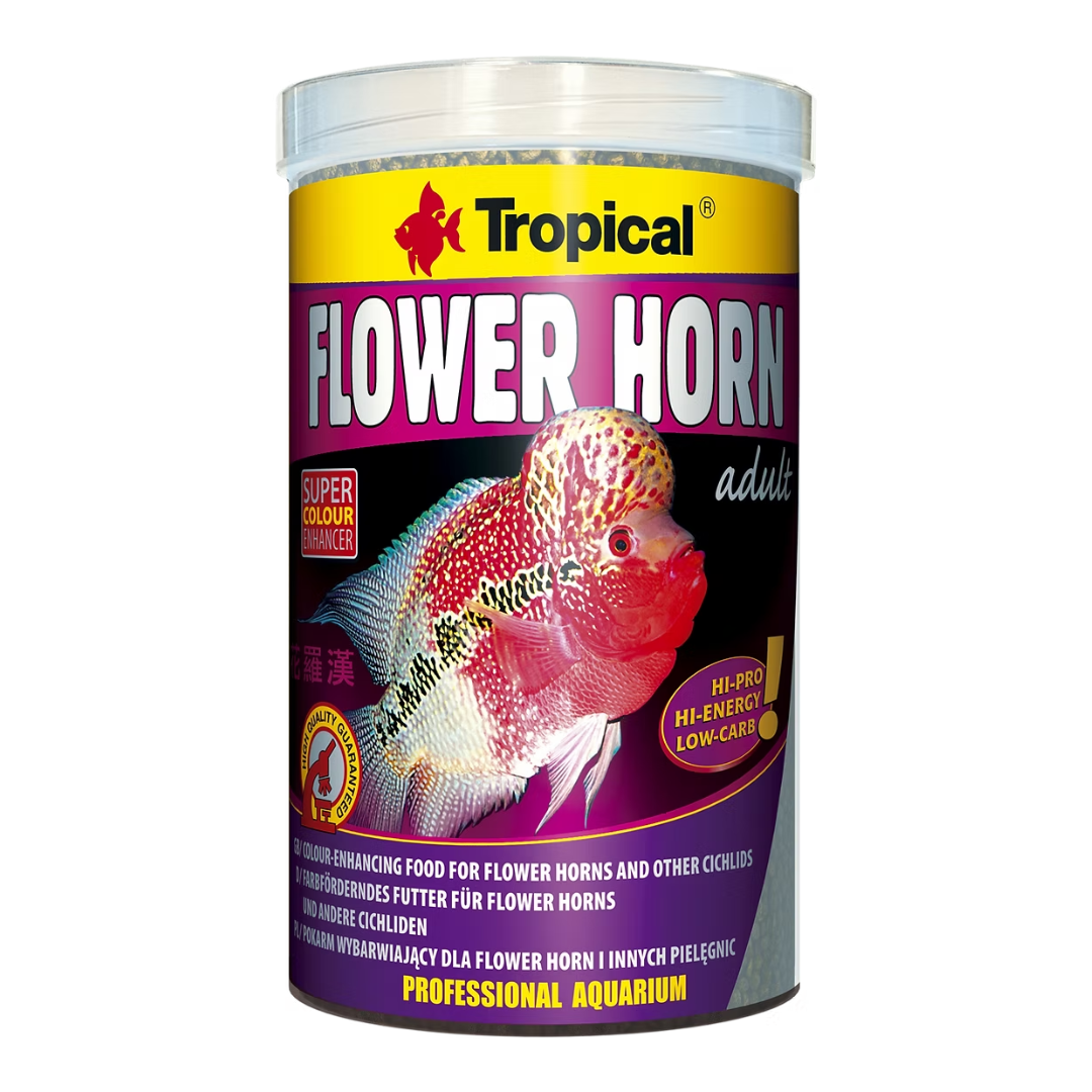 Tropical Flower Horn Adult
