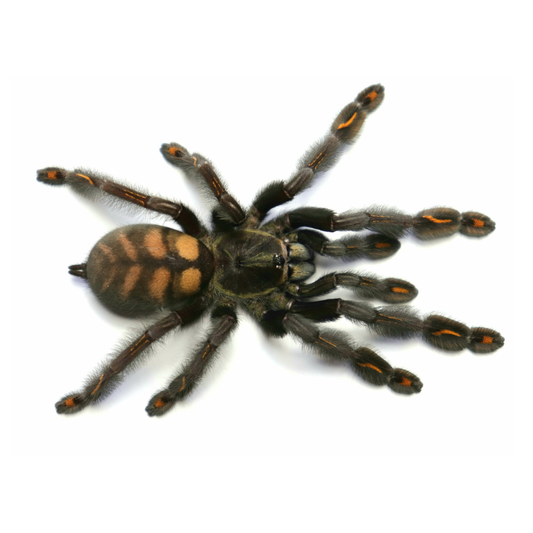 Psalmopoeus irminia