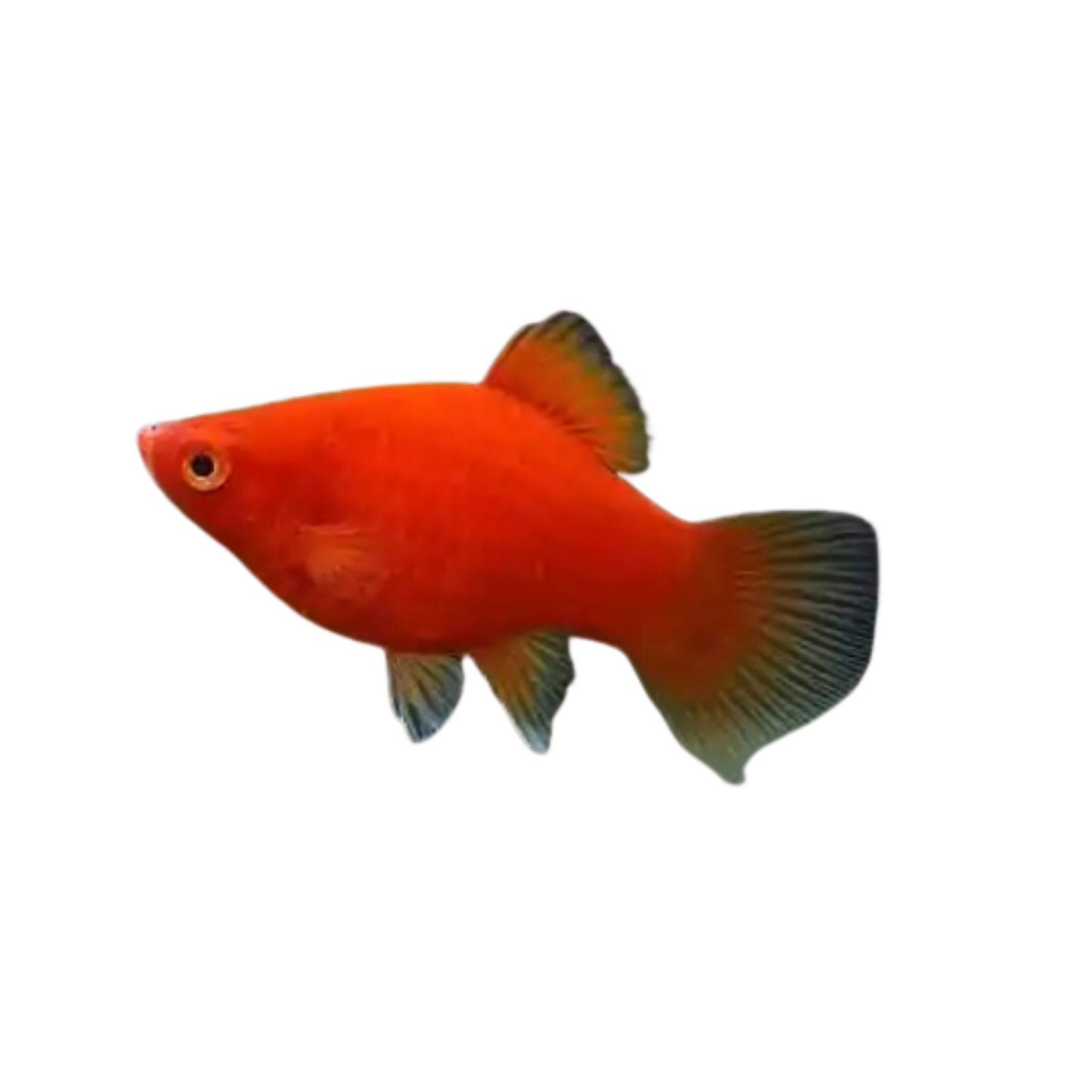 Platy (Xiphophorus maculatus)