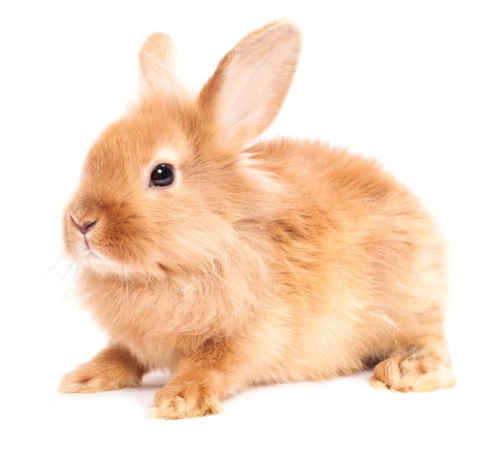 Coelho Anão (Orytolagus cuniculus)