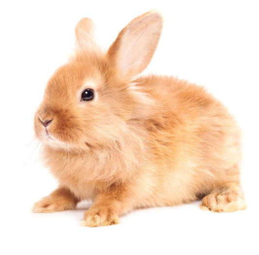 Coelho Anão (Orytolagus cuniculus)