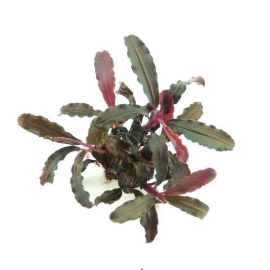 Buchephalandra Sp. Mini Red