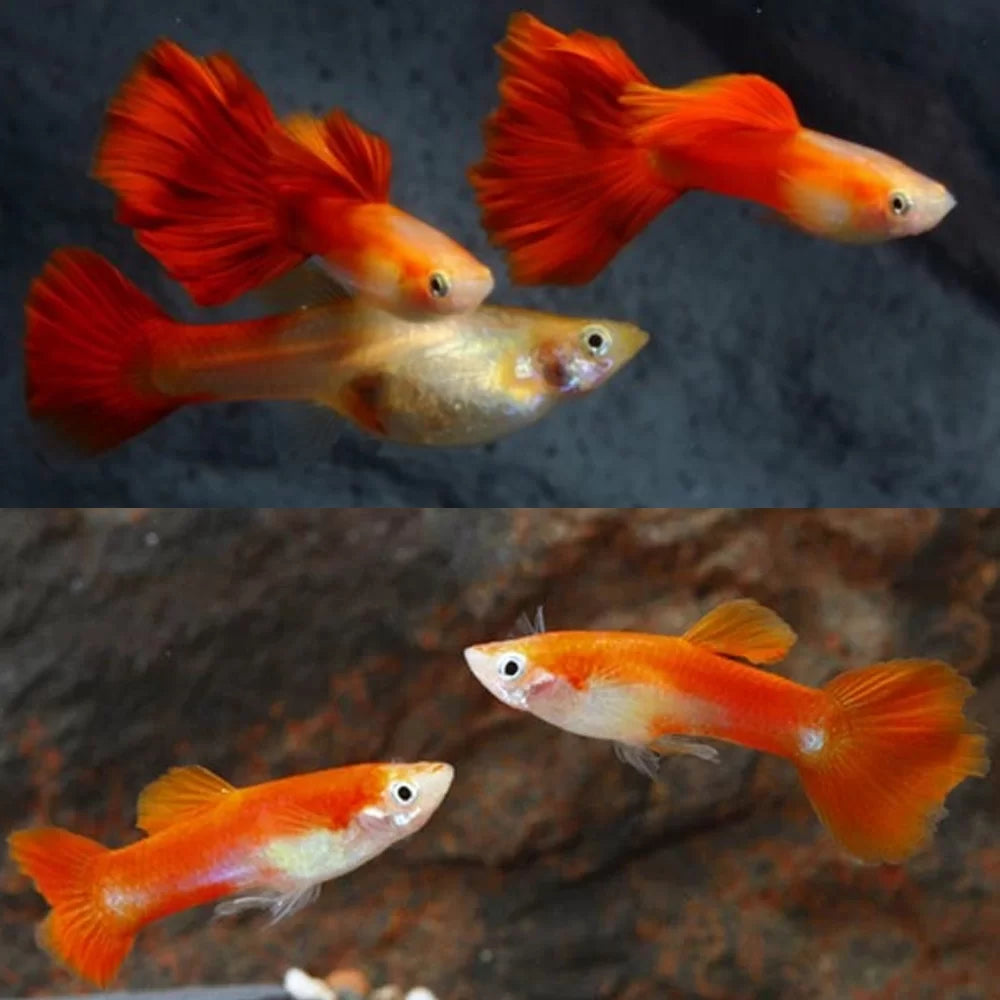 Guppy Red (Poecilia reticulata)