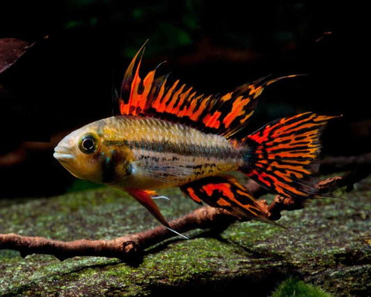 Apistogramma cacatuoides - Casal