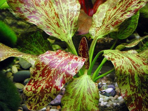 Echinodorus ozelot rojo