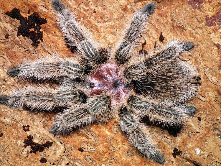 Grammostola porteri