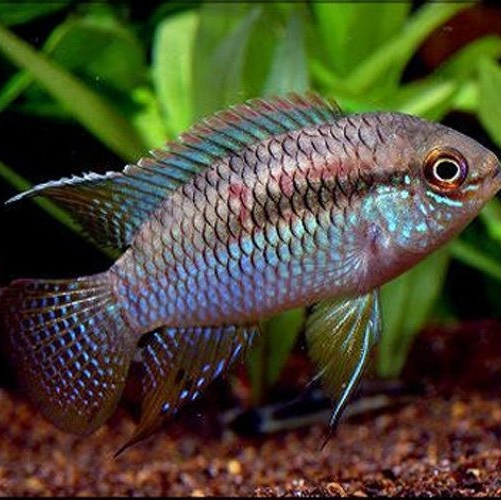 Aequidens curviceps
