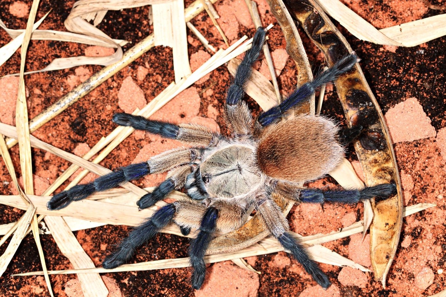 Monocentropus balfouri