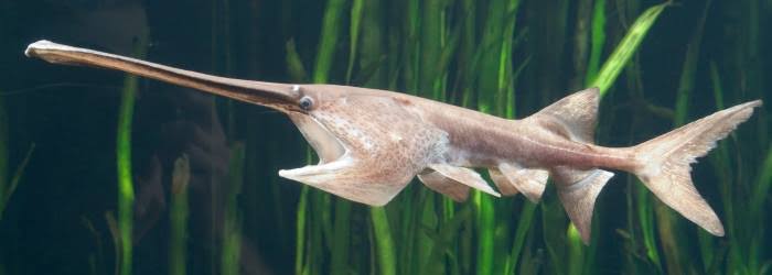 Padle Fish - Polyodon Spathula