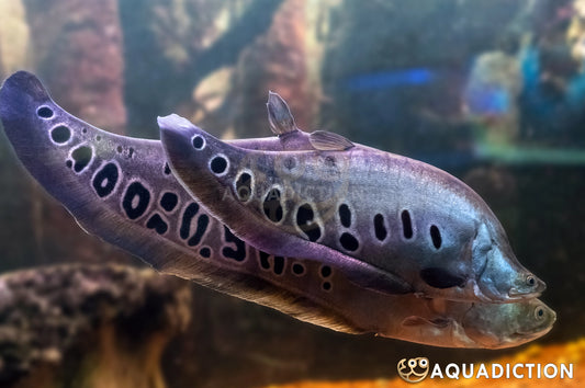 Peixe Faca (M) especial (Notopterus chitala)