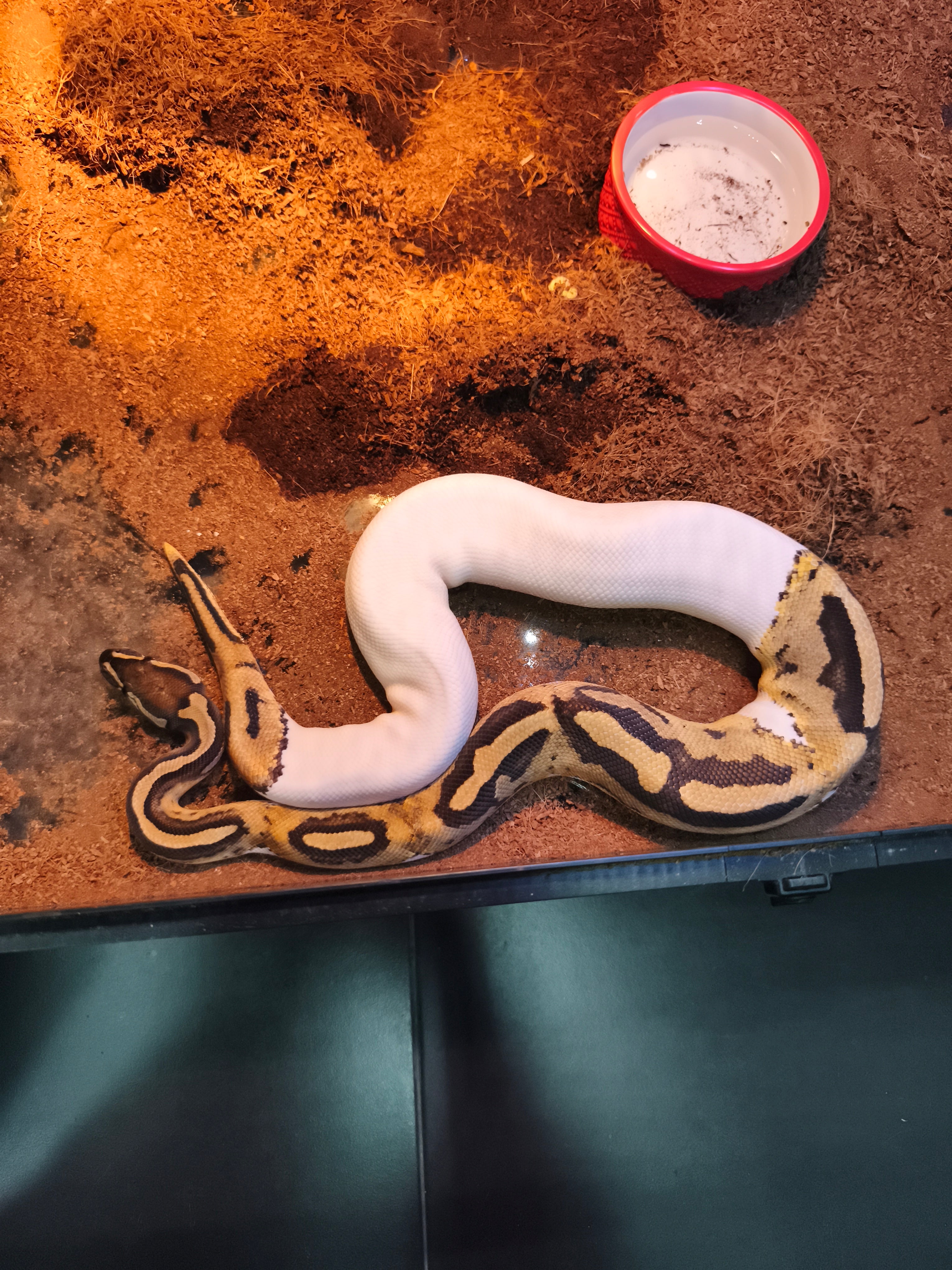 Ball Python (Python regius) – Jaspet