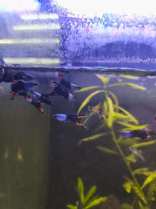 GUPPY MACHO BLACK DEVIL -
POECILIA RETICULATUS