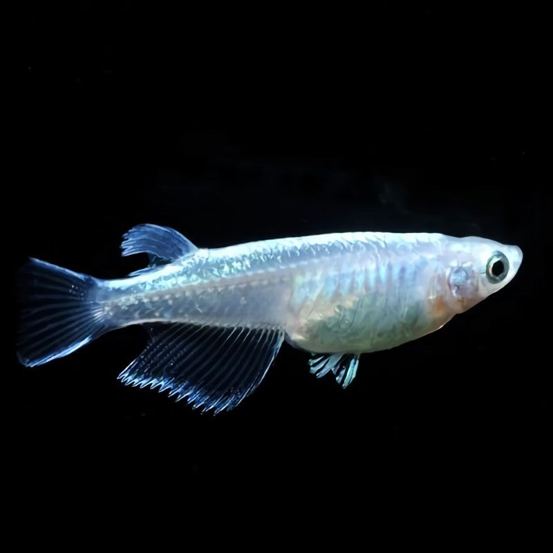 Oryzias sp sortido