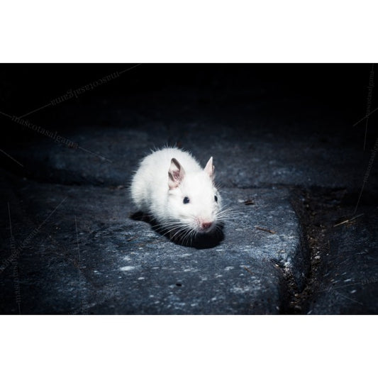 Degu branco  (Octodon degus)