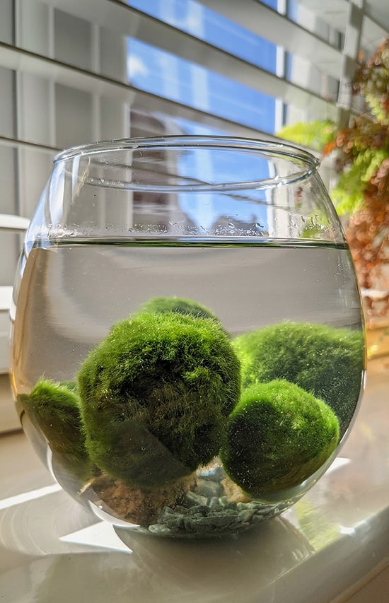 Marimo Ball (Chladoflora sp) M