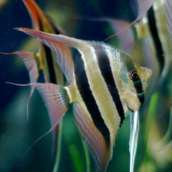 Scalare Altum (Pterophyllum Altum Peruensis)