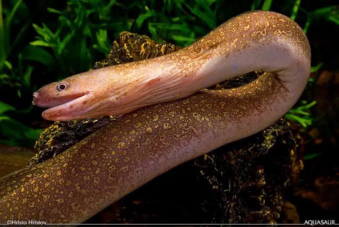 Moreia de Agua Doce (Gymnothorax tile)