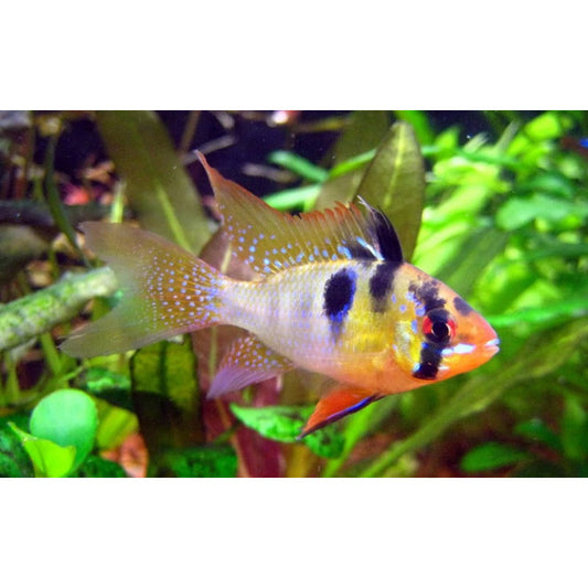 Papiliochromis ramirezi Original