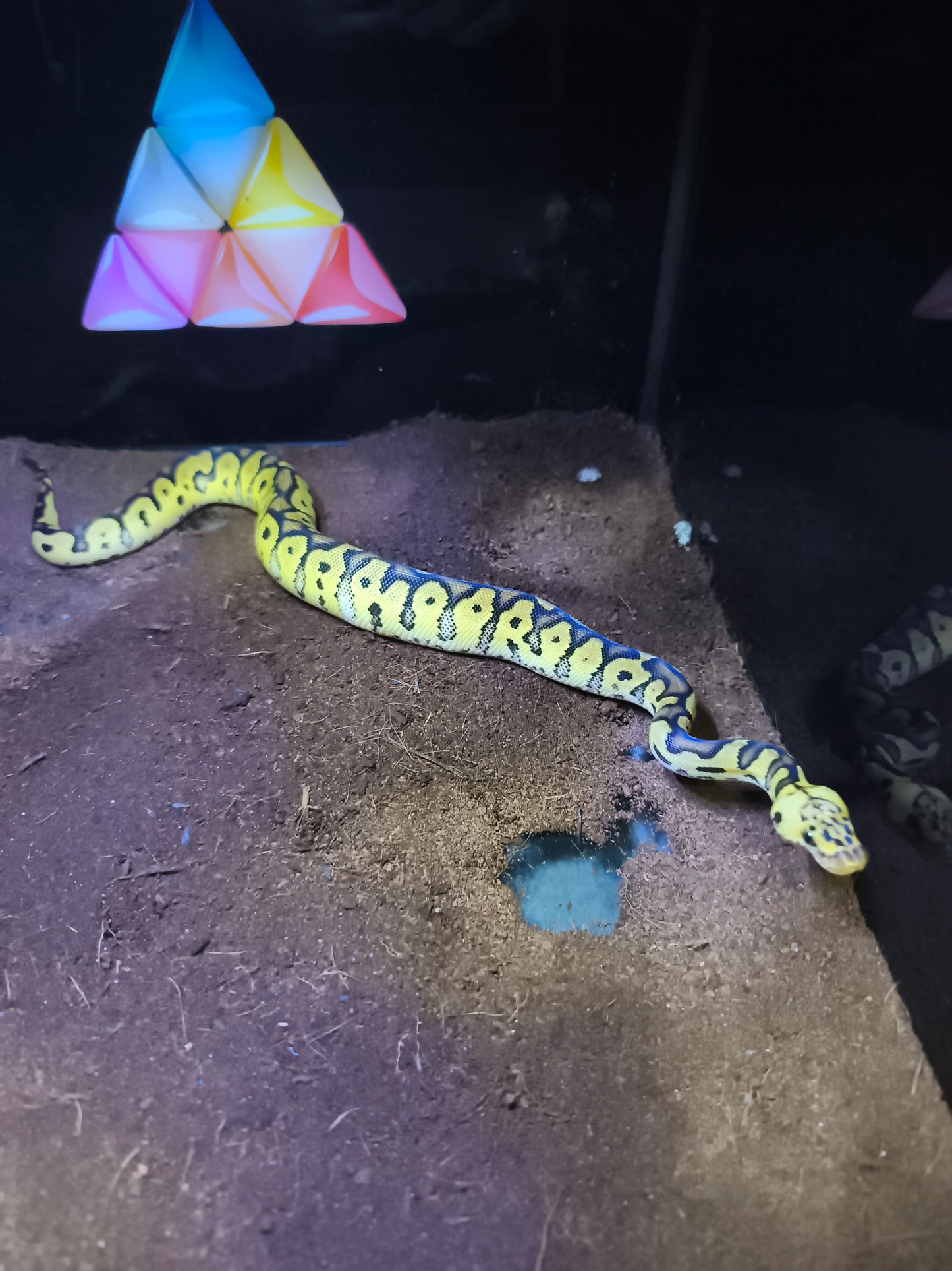Ball Python Clown Pastel