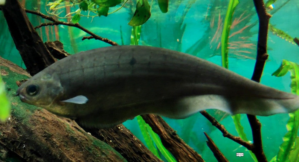Peixe Faca Negro - Xenomystus nigri