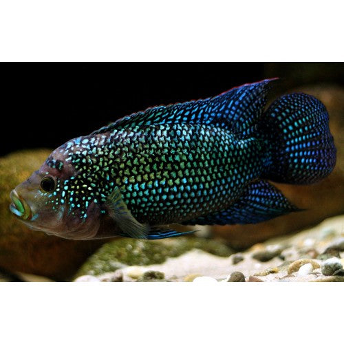 Jack Dempsey - Cichlasoma octofasciatum