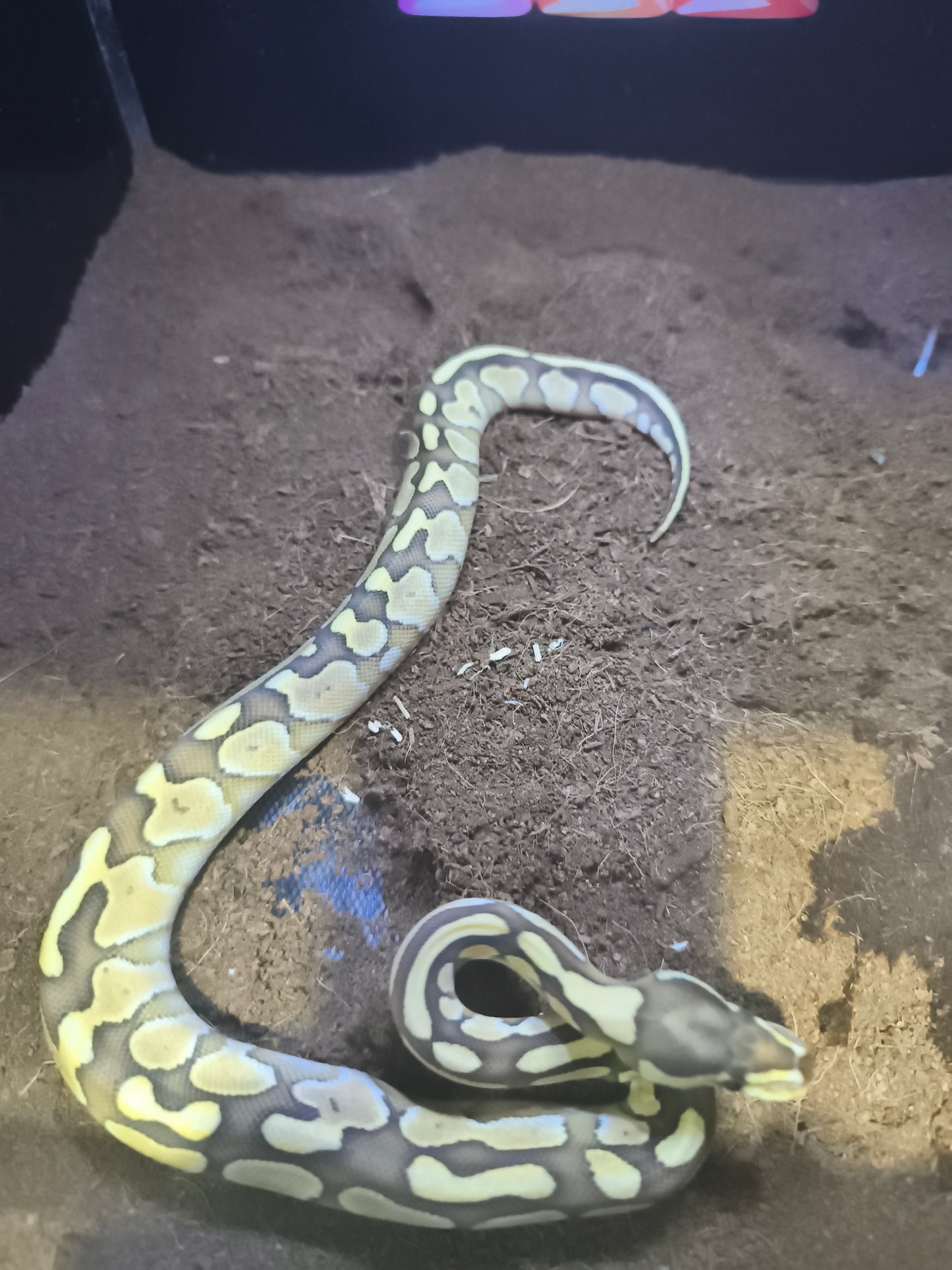 Ball Python Butter