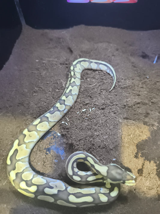 Ball Python Butter