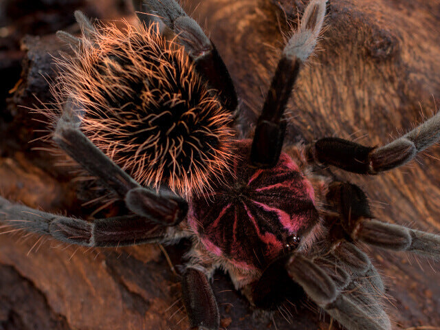 Xenesthis immanis