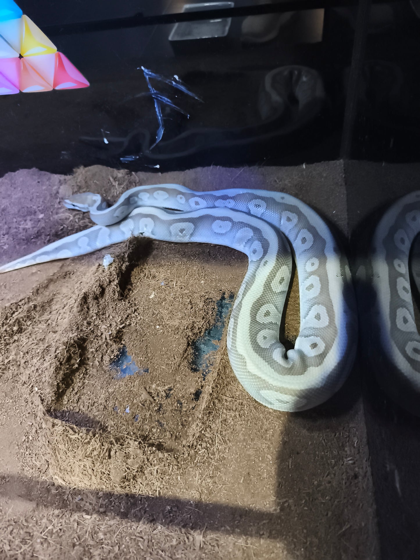 Ball Python (Python regius)
