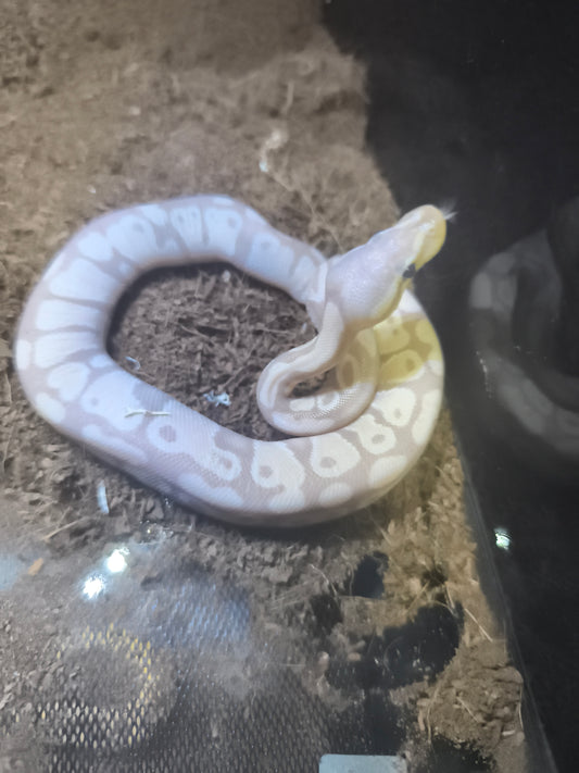 Ball Python Banana Pastel